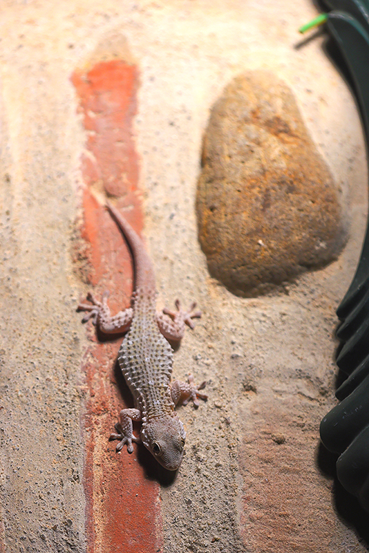 Muurgekko | Tarentola mauritanica