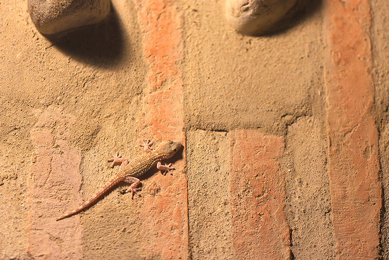 Muurgekko | Tarentola mauritanica