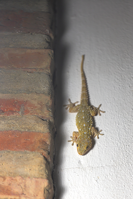 Muurgekko | Tarentola mauritanica