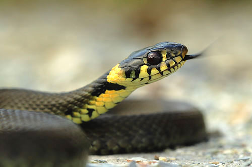 Ringslang | Natrix natrix niet giftig.