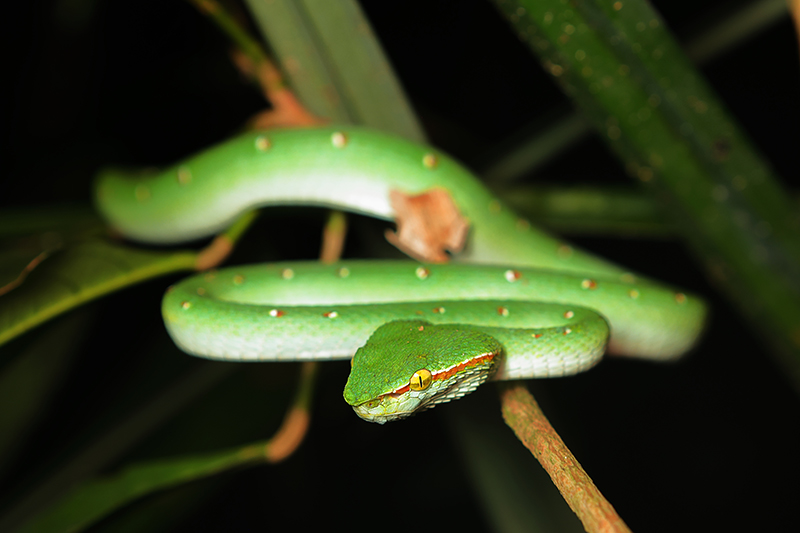 Wagler's lanspuntslang | Tropidolaemus wagleri