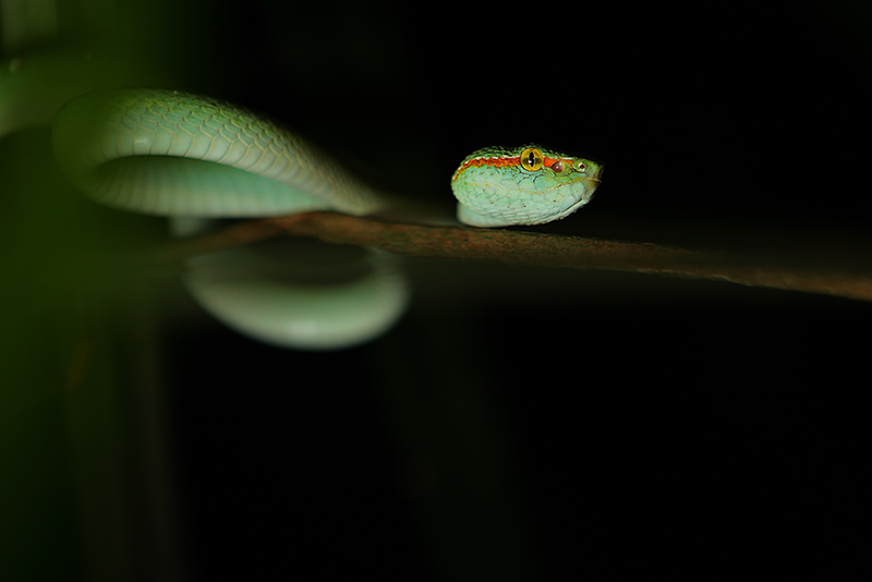 Waglers lanspuntslang | Tropidolaemus wagleri