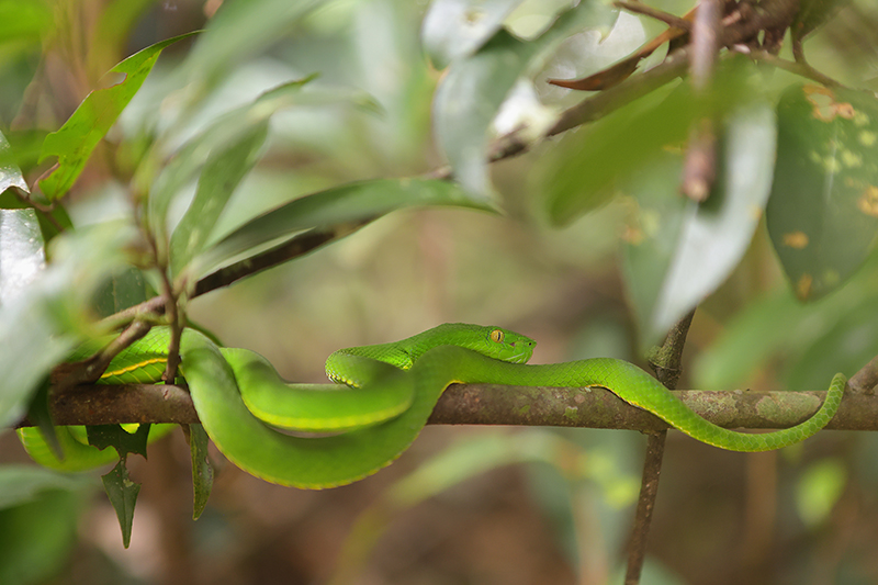 Witlipbamboeadder | Trimeresurus albolabris female