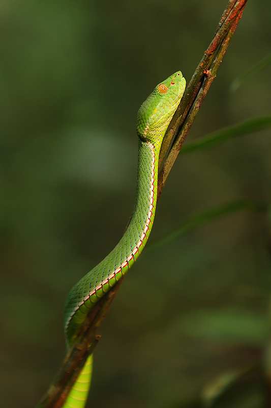 Witlipbamboeadder | Trimeresurus albolabris