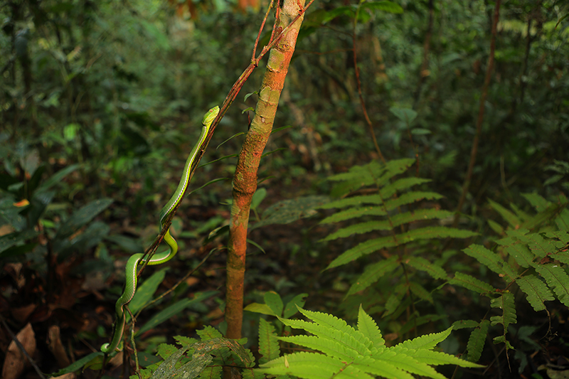 Witlipbamboeadder | Trimeresurus albolabris