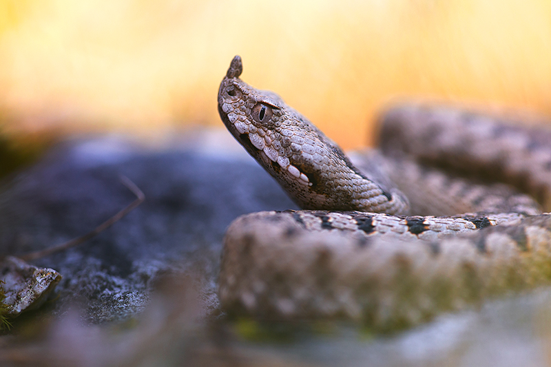Zandadder | Vipera ammodytes, uit Slovenie, giftigste slang van Europa.
