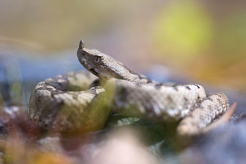 Juveniel Zandadder | Vipera ammodytes, uit Oostenrijk, giftigste slang van Europa.