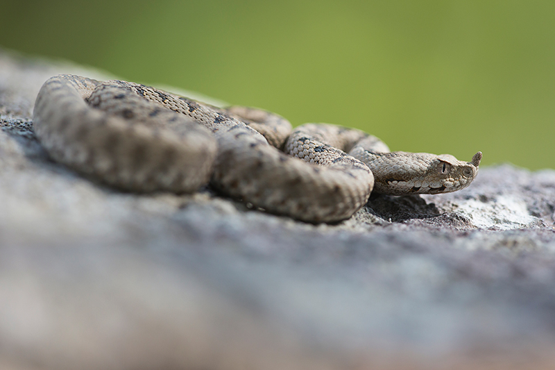 Zandadder | Vipera ammodytes, uit Oostenrijk, giftigste slang van Europa.