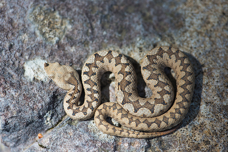 Zandadder | Vipera ammodytes, uit Slovenie, giftigste slang van Europa.