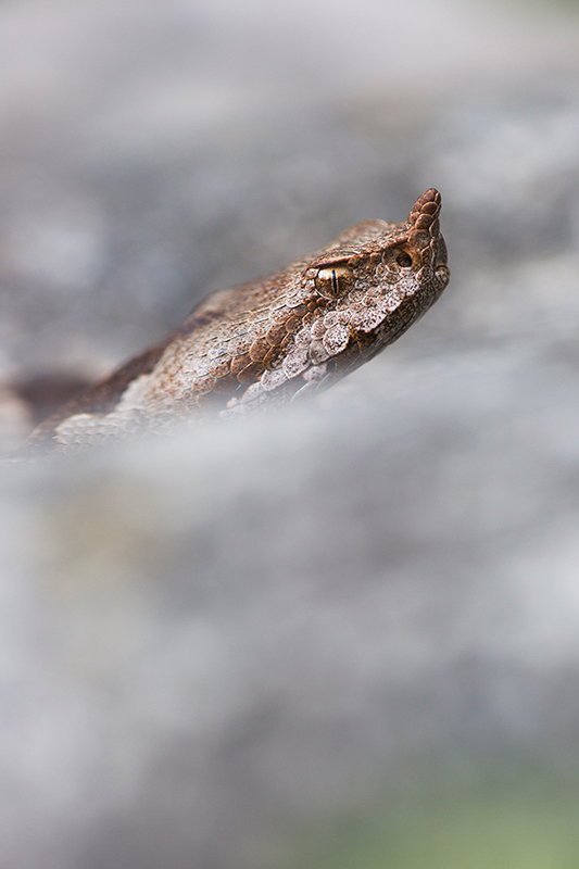 Zandadder | Vipera ammodytes, uit Slovenie, giftigste slang van Europa.