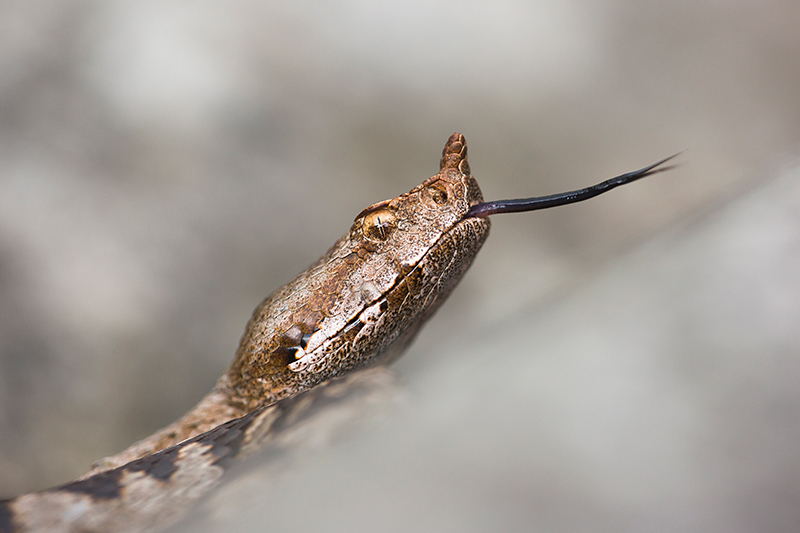 Zandadder | Vipera ammodytes, uit Slovenie, giftigste slang van Europa.