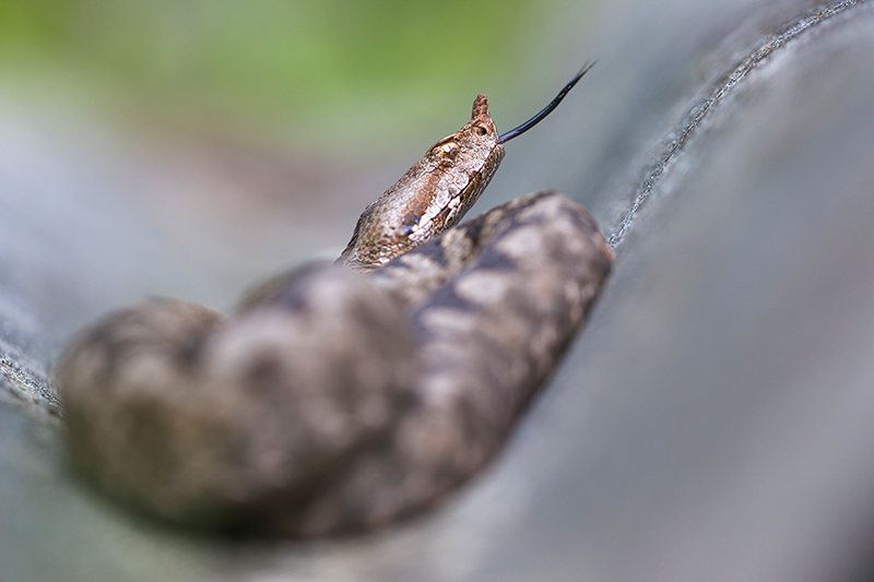 Zandadder | Vipera ammodytes, uit Oostenrijk, giftigste slang van Europa.