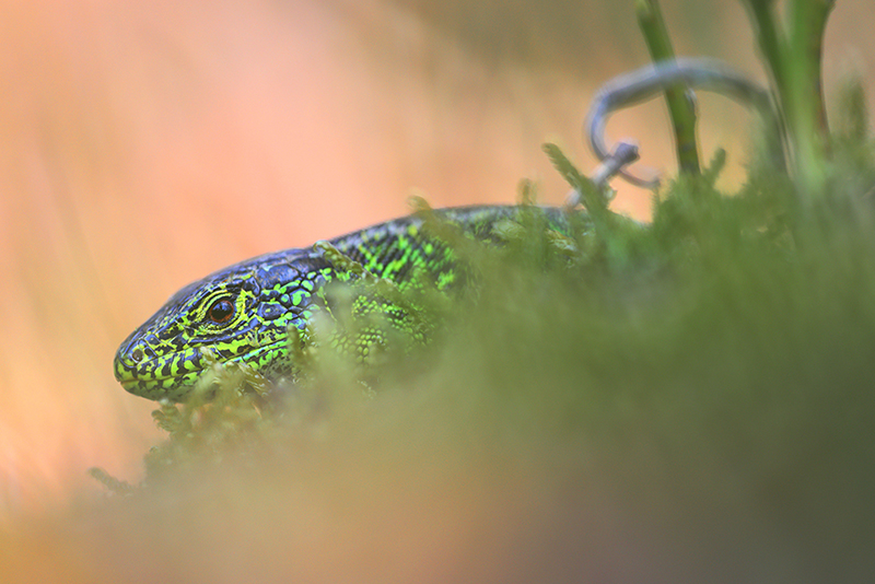 Groen mannetje Zandhagedis | Lacerta agilis