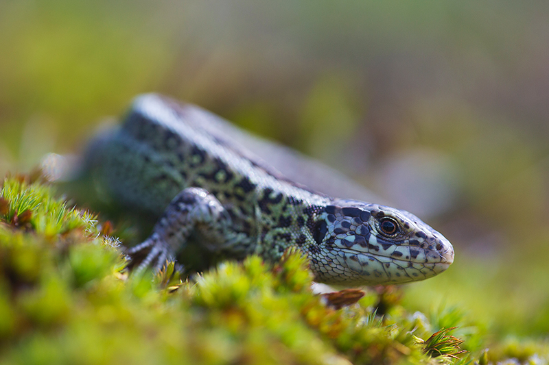 Close-up van Zandhagedis | Lacerta agilis.