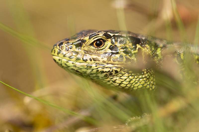 Close-up van Zandhagedis | Lacerta agilis.