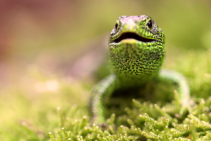 Mannetjes Zandhagedis | Lacerta agilis kleuren groen in de paartijd.
