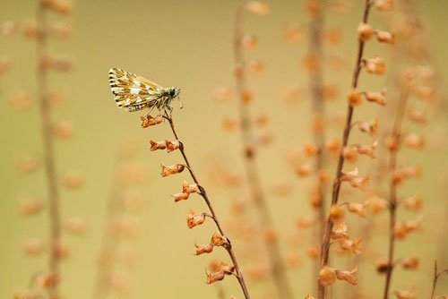 Aardbeivlinder | Pyrgus malvae