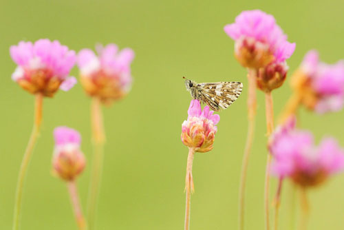 Aardbeivlinder | Pyrgus malvae