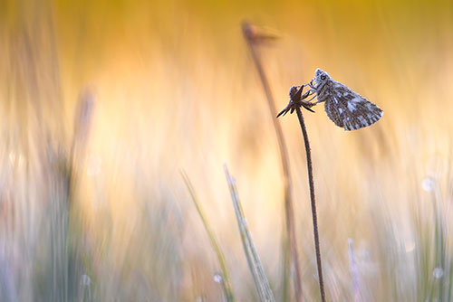Vlinders fotograferen Aardbeivlinder | Pyrgus malvae