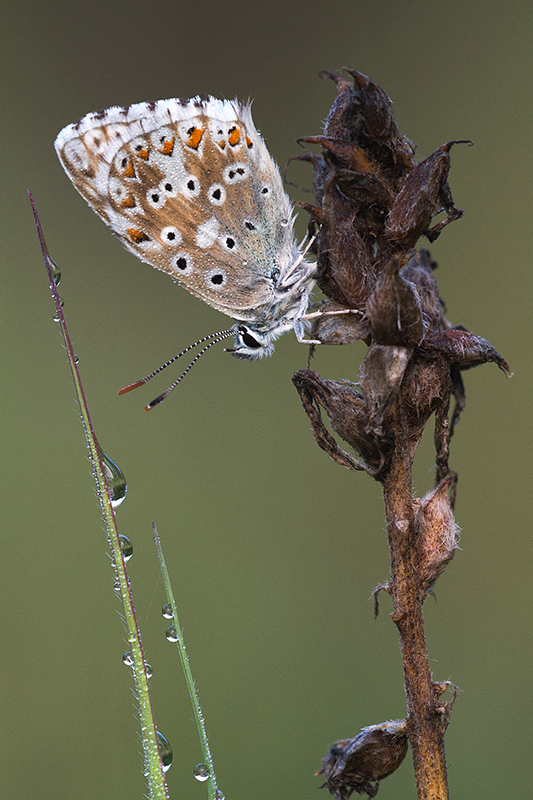 Adonisblauwtje | Polyommatus bellargus