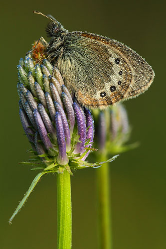 Alpenhooibeestje | Coenonympha gardetta