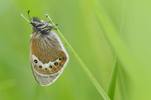 Alpenhooibeestje | Coenonympha gardetta