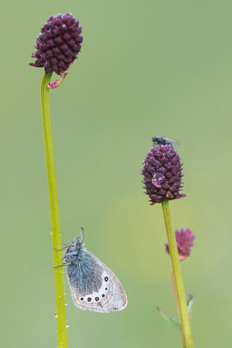 Alpenhooibeestje | Coenonympha gardetta