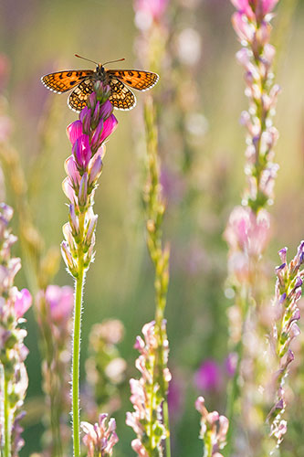 Tegenlicht opname Alpenparelmoervlinder | Melitaea varia