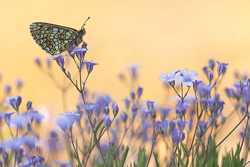 Alpenparelmoervlinder | Melitaea varia