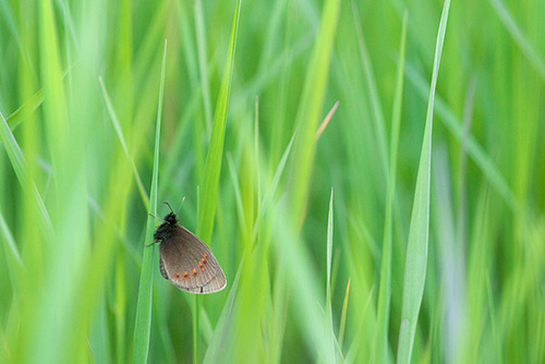 Amandeloogerebia | Erebia alberganus