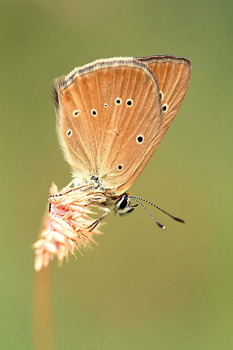 Aosta esparcetteblauwtje | Polyommatus humedasae in het Aostadal Italie