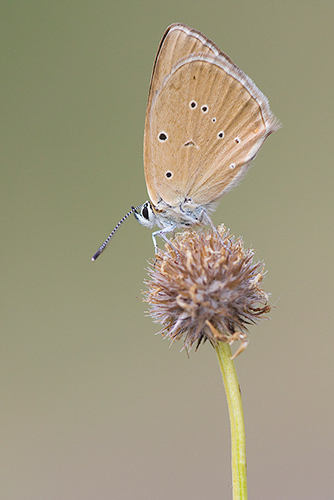 Aosta esparcetteblauwtje | Polyommatus humedasae