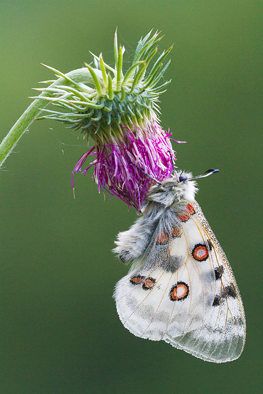 Apollovlinder | Parnassius apollo