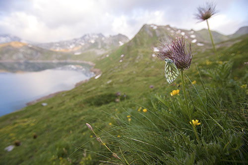 Bergresedawitje | Pontia callidice