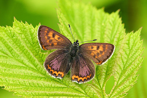 Blauwe vuurvlinder | Lycaena helle in de Eifel | Duitsland