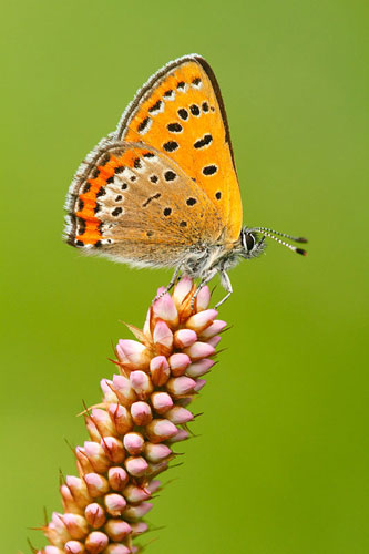 Blauwe vuurvlinder | Lycaena helle in de Eifel | Duitsland