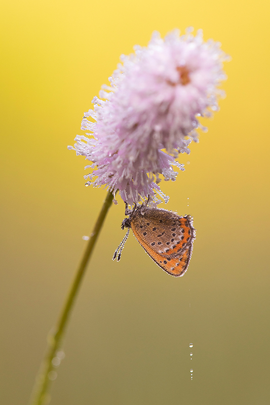 Adderwortel met Blauwe vuurvlinder | Lycaena helle