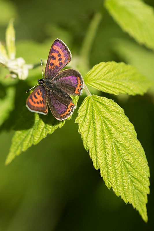 Blauwe vuurvlinder | Lycaena helle in de Eifel | Duitsland