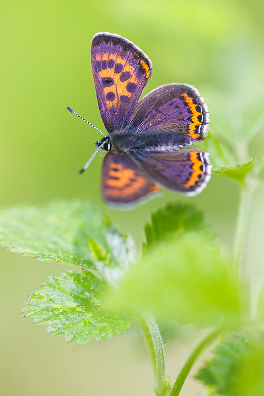 Blauwe vuurvlinder | Lycaena helle