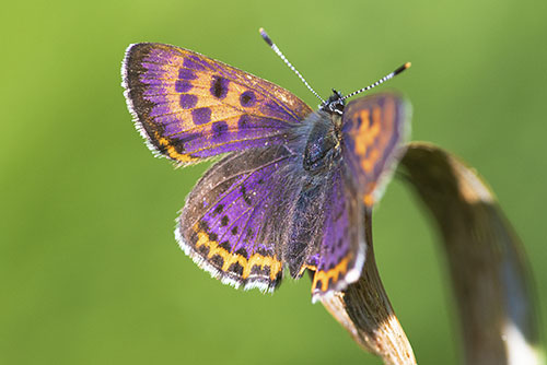 Blauwe vuurvlinder | Lycaena helle in de Eifel | Duitsland