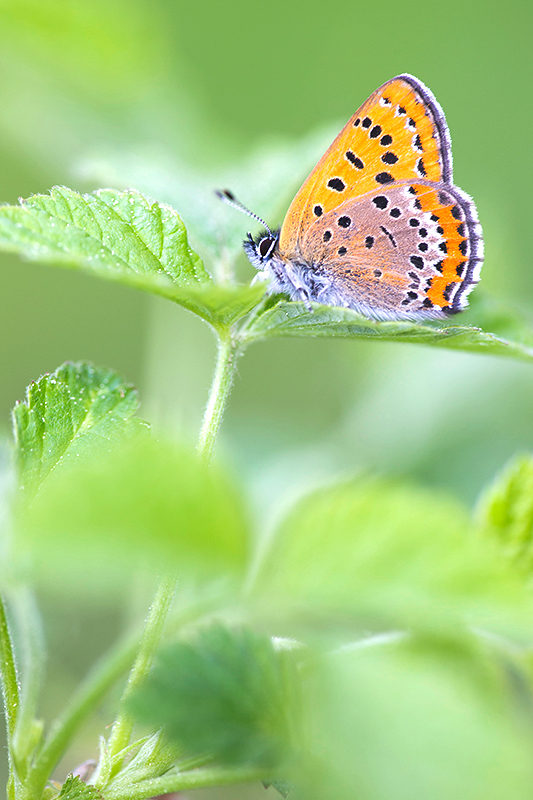 Blauwe vuurvlinder | Lycaena helle in de Eifel | Duitsland