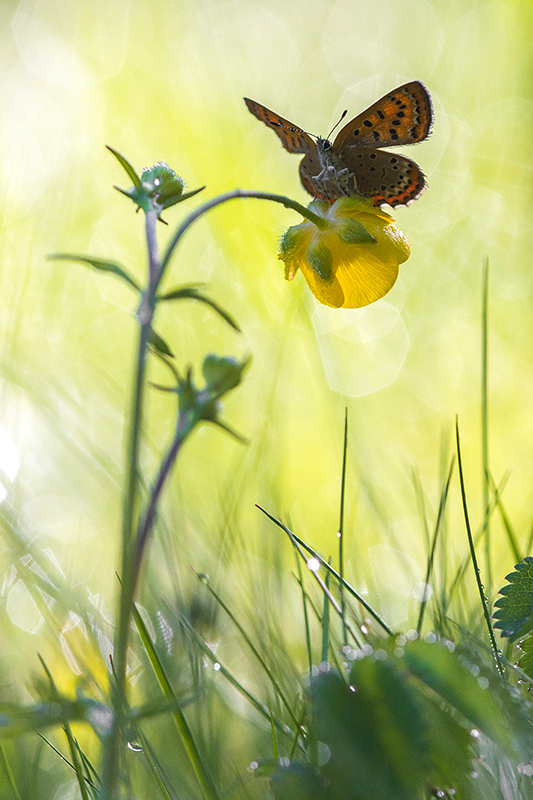 Blauwe vuurvlinder | Lycaena helle op Boterbloem