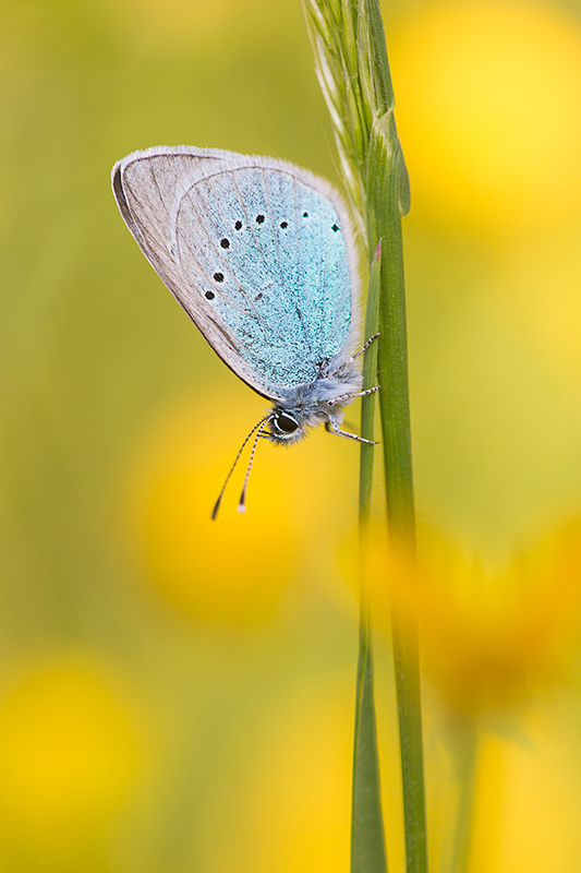 Vlinderfotografie