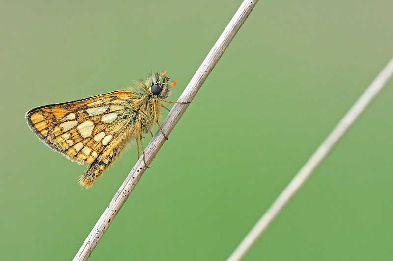 Bont dikkopje | Carterocephalus palaemon