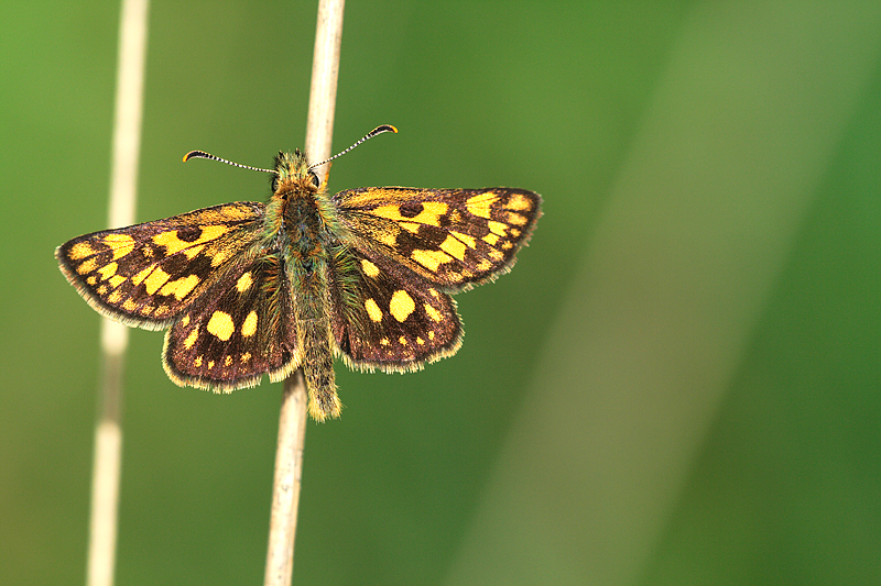 Bont dikkopje | Carterocephalus palaemon