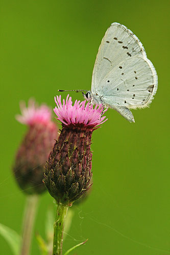 Boomblauwtje | Celastrina argiolus