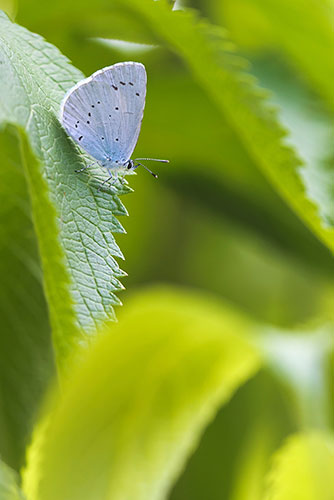 Boomblauwtje | Celastrina argiolus