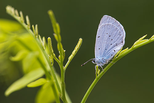 Boomblauwtje | Celastrina argiolus