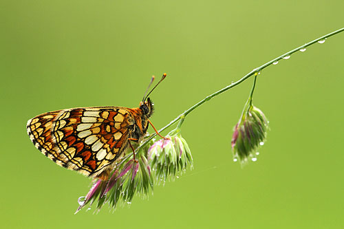 Bosparelmoervlinder | Melitaea athalia