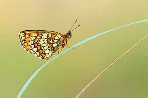 Bosparelmoervlinder | Melitaea athalia